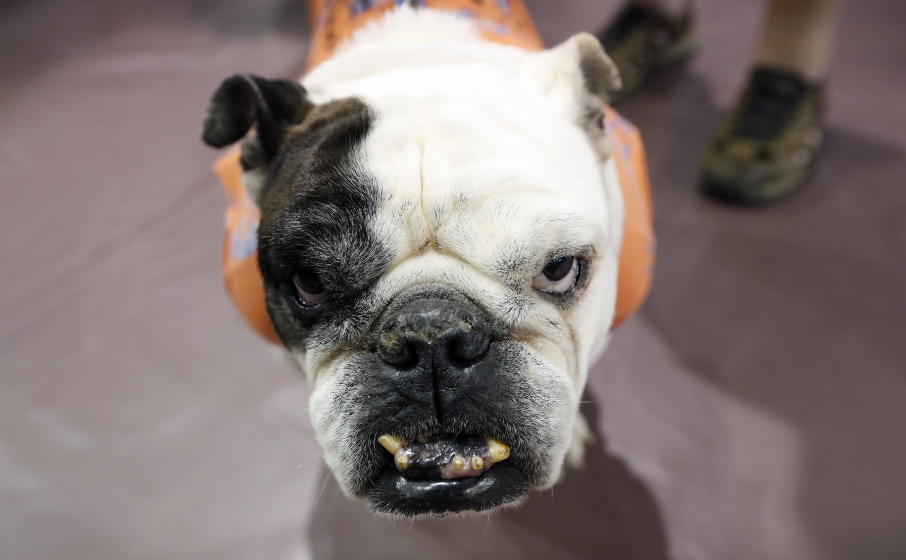 042617AP--Drake-Beautiful-Bulldogs-6